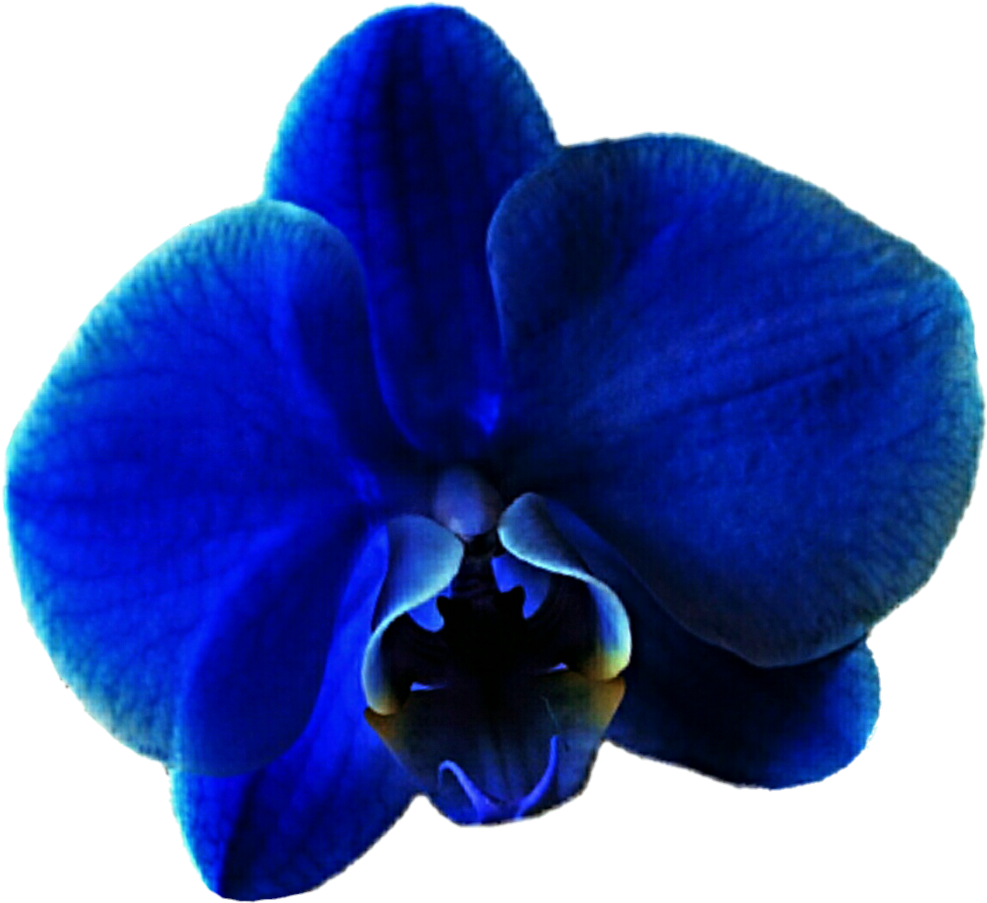 Blue Orchid Clipart Images - Clip Art (1024x928)