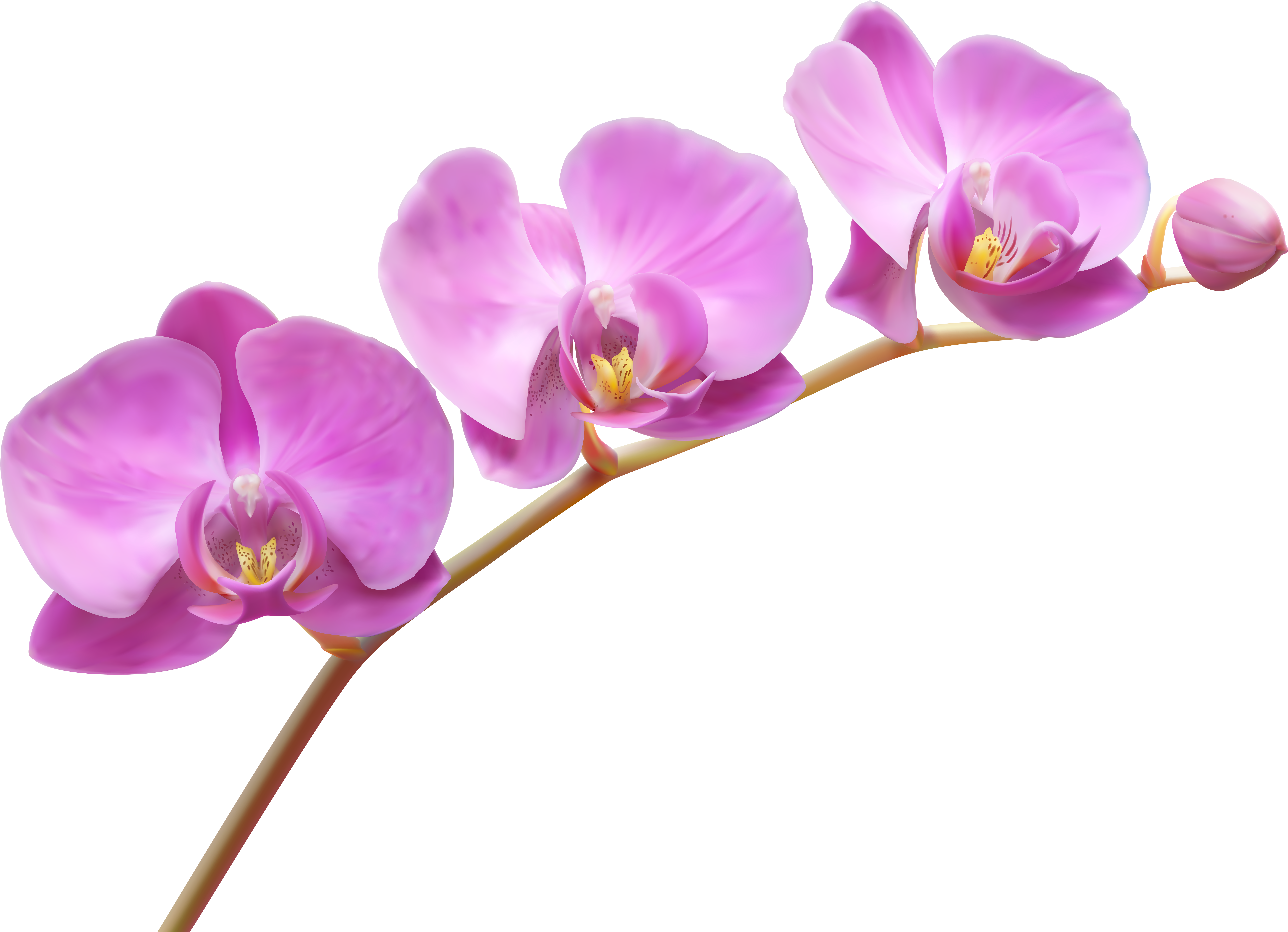 Orchids Transparent Png Clip Art Image - Orchid Png (8000x5763)