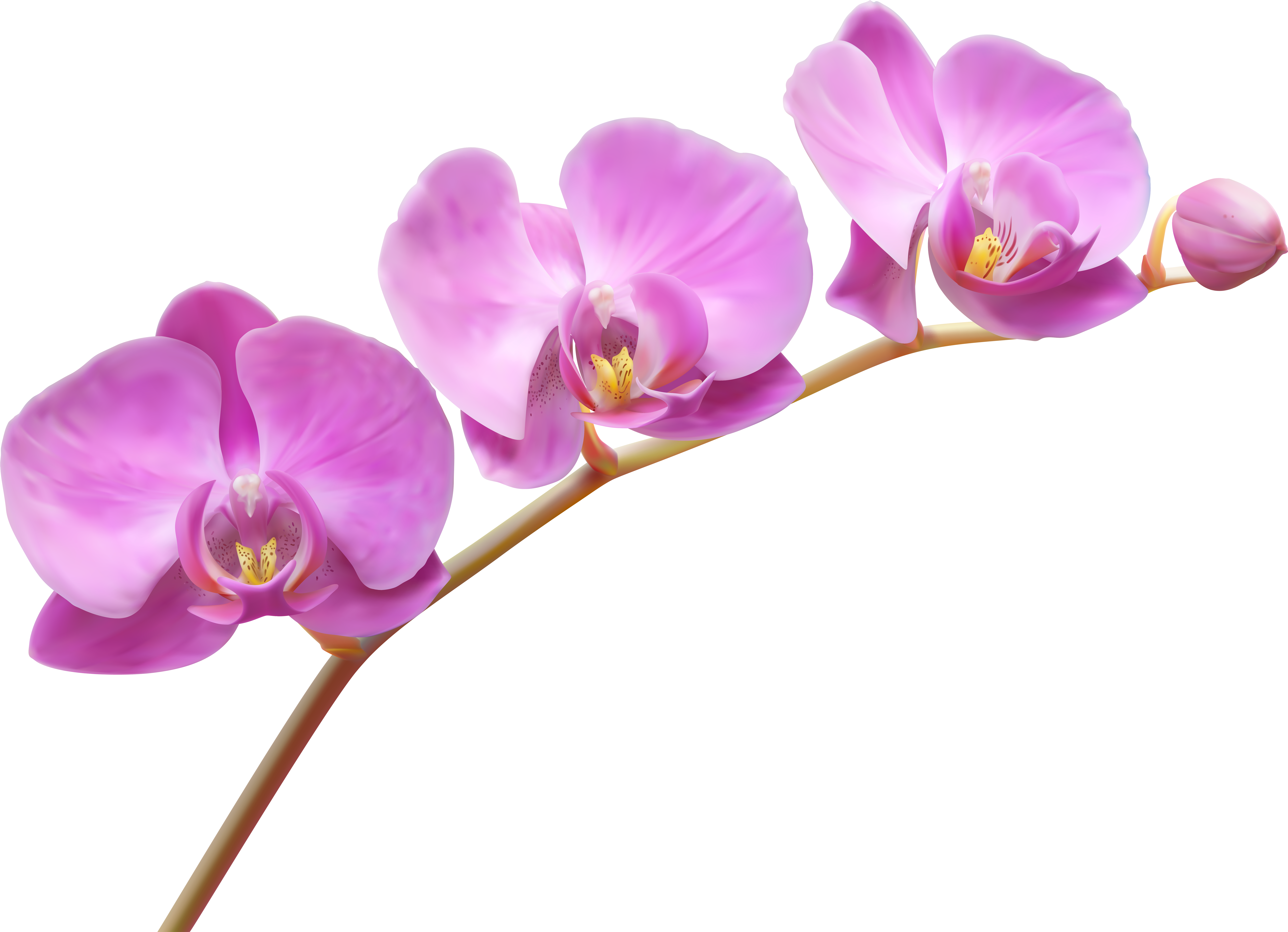 Орхидея рисунок png