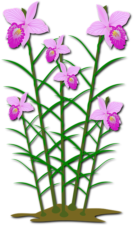 ภาพ ตัด ปะ ดอกไม้ (750x750)