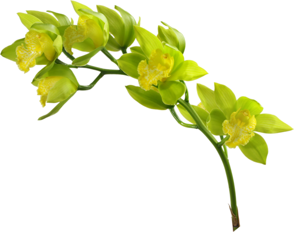 Orchidee - Flores Verdes En Png (600x474)