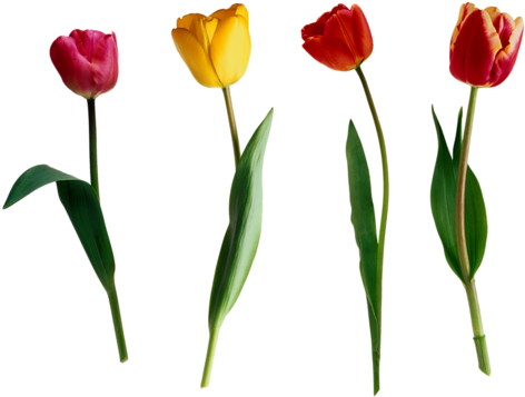 Gify,animacja,obrazki Png - Tulipany - Get Started In Dutch: A Teach Yourself Guide [book] (500x377)