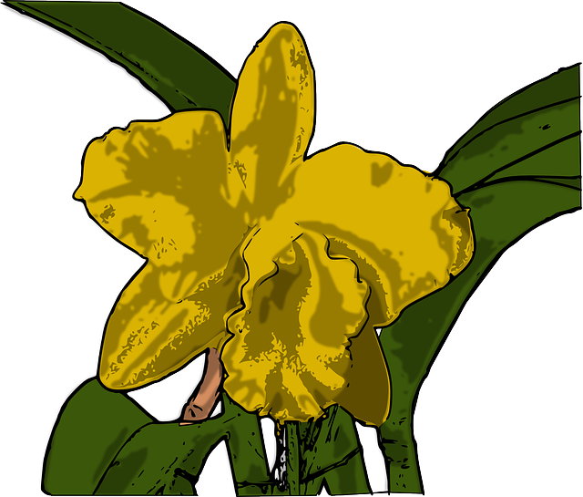 Plant Orchid, Flower, Yellow, Plant - Orchids (640x545)