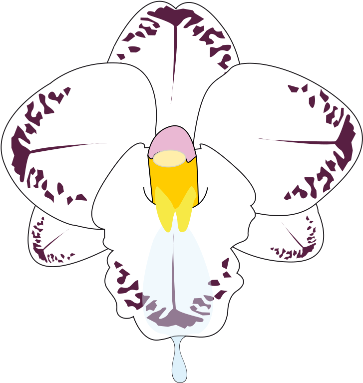 Clipart Wild Orchid - Wild Orchid (757x800)