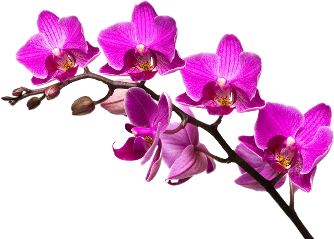 Orchid Flower Purple (672x480)