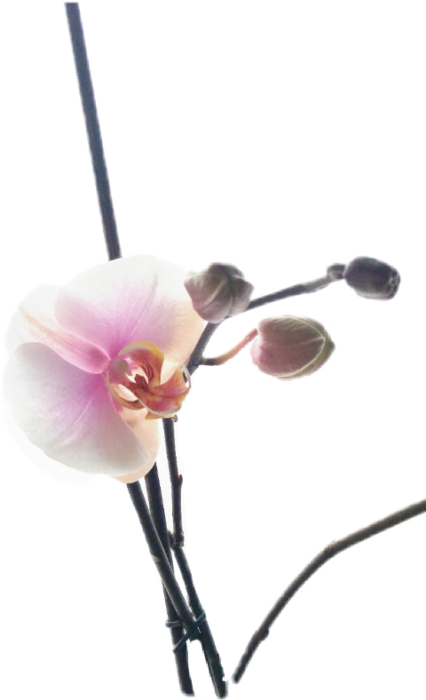 Orchids (480x788)