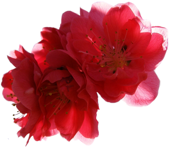 F4b7b124 7dcdd3da 5c361dde - Begonia (600x526)