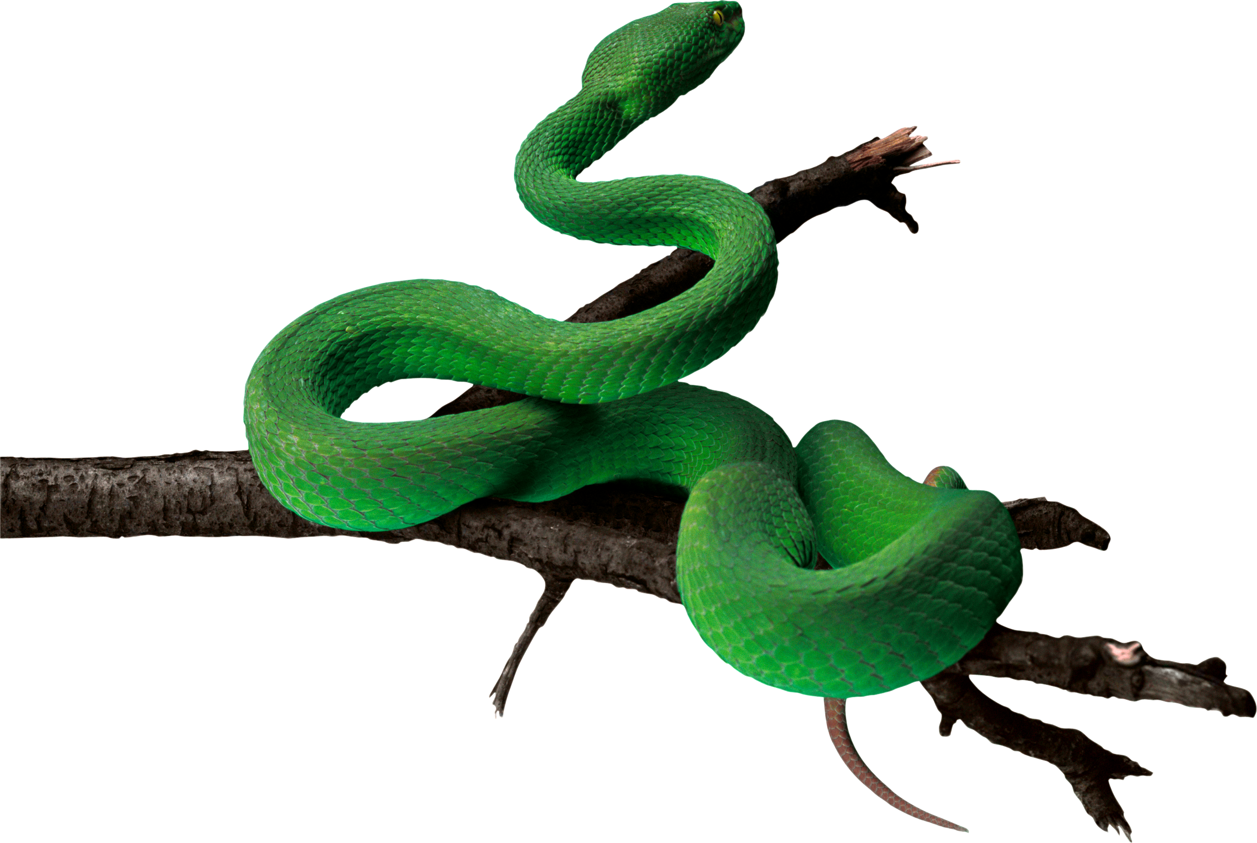 Serpent Clipart Transparent Background - Anaconda .png (2466x1654)