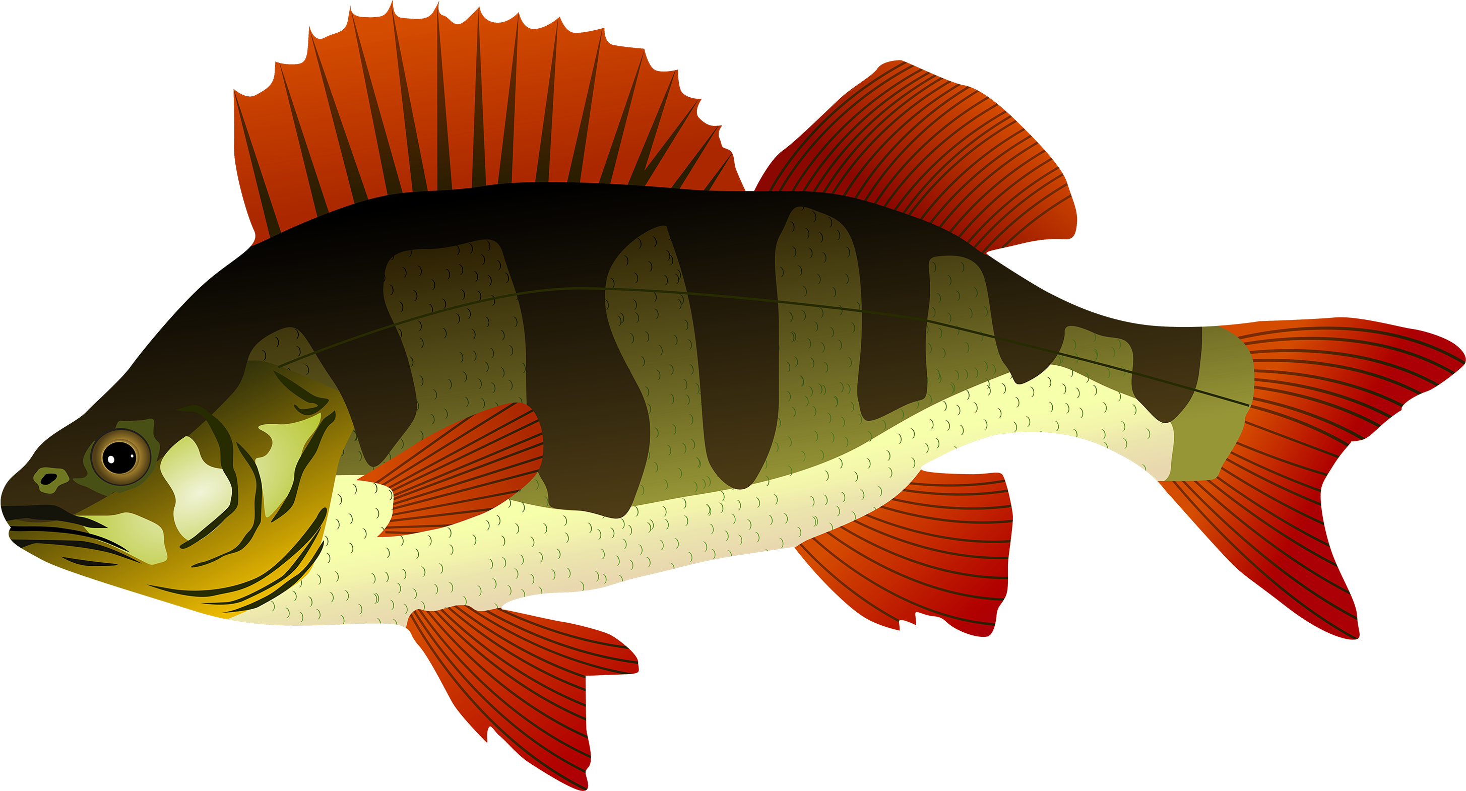Perch Fish Png Clipart - Perch Clipart (3000x1619)
