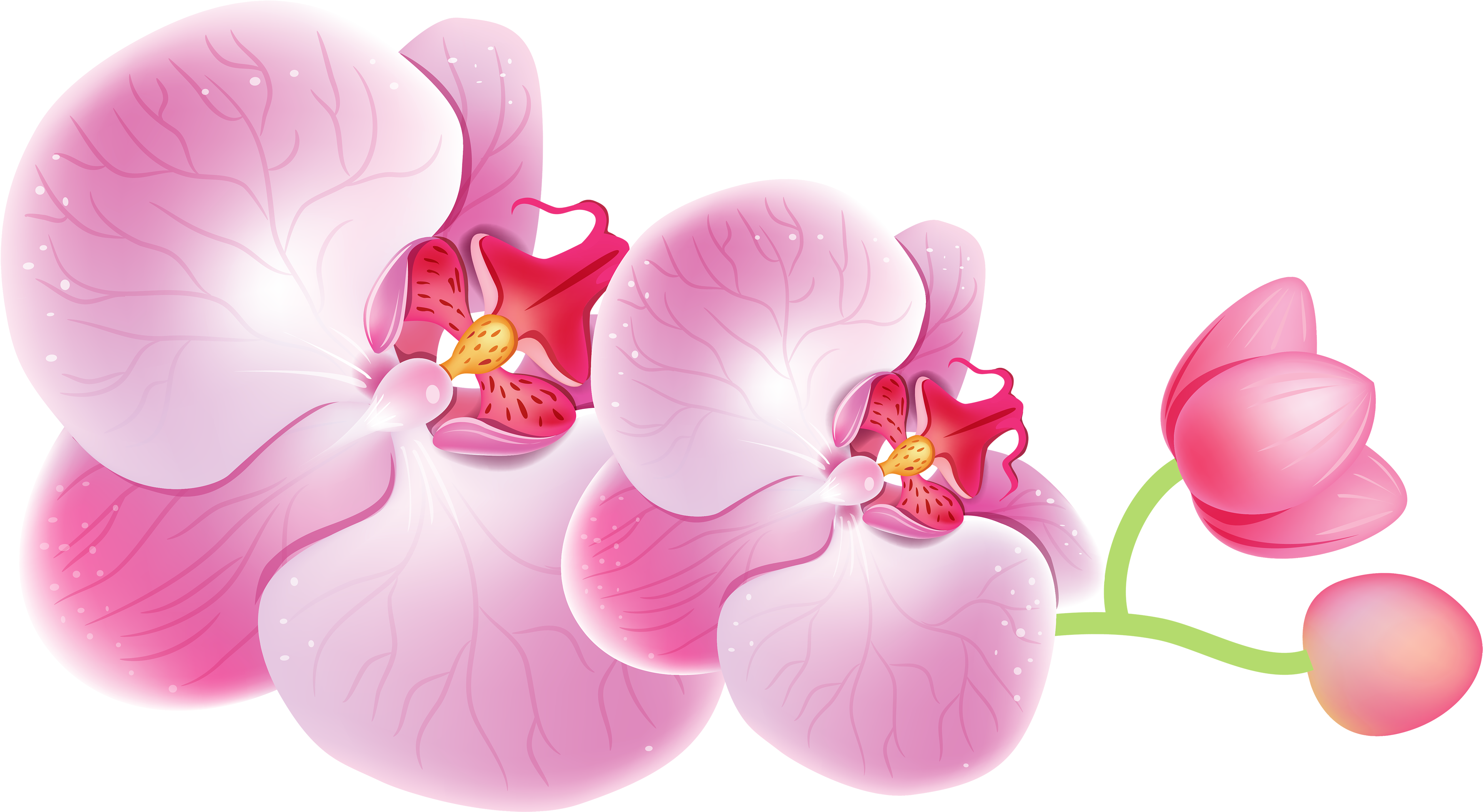Orchids Png Clipart - Orchid Flower Png (4000x2231)