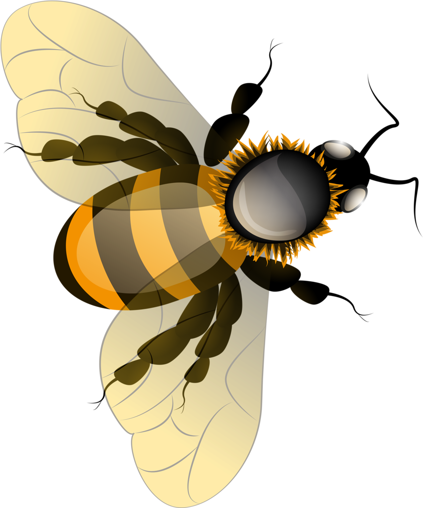 Bee Clipart - Bee (874x1024)