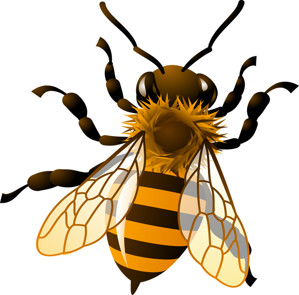 Bees Clipart Realistic Pencil And In Color Bees - Honey Bee Clip Art (600x592)