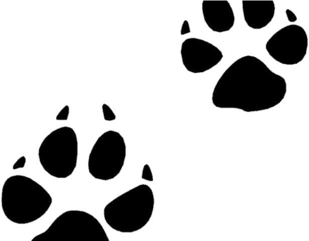 Bobcat Track Cliparts - Hound Of The Baskervilles Summary (640x480)