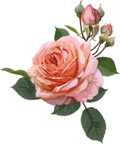 0 18809a Ebcb3852 L - Transparent Background Rose Clipart (419x500)