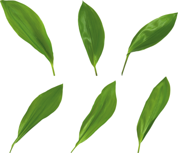 Muguet - Feuille De Muguet Png (600x516)