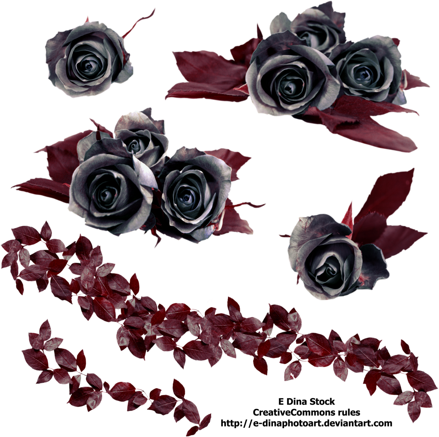Png Stock Black Roses By E-dinaphotoart - Black Roses Png (1600x1600)