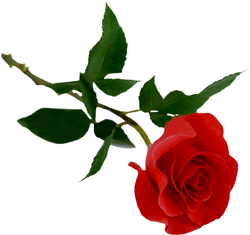 Rose Png Image, Free Picture Download - Beautiful Flower Wallpapers With Quotes (1181x1167)
