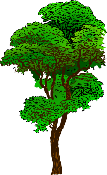 Pohon - Rainforest Tree Clipart (366x595)
