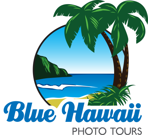Blue Hawaii Photo Tours - 3drose I Believe In Mullets - Mouse Pad, 8 By 8 Inches (494x452)