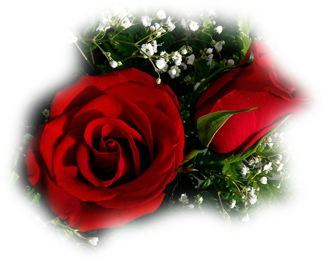 Beautiful Rose Flower For My Love (632x509)