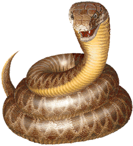 Snake-clipart - Snake Clip Art (350x350)