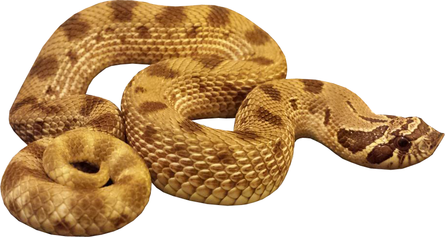 Snake Transparent Background - Anaconda Png (917x490)