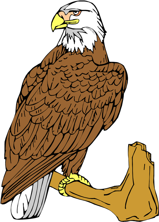 Free Eagle Clipart - Bald Eagle (531x750)
