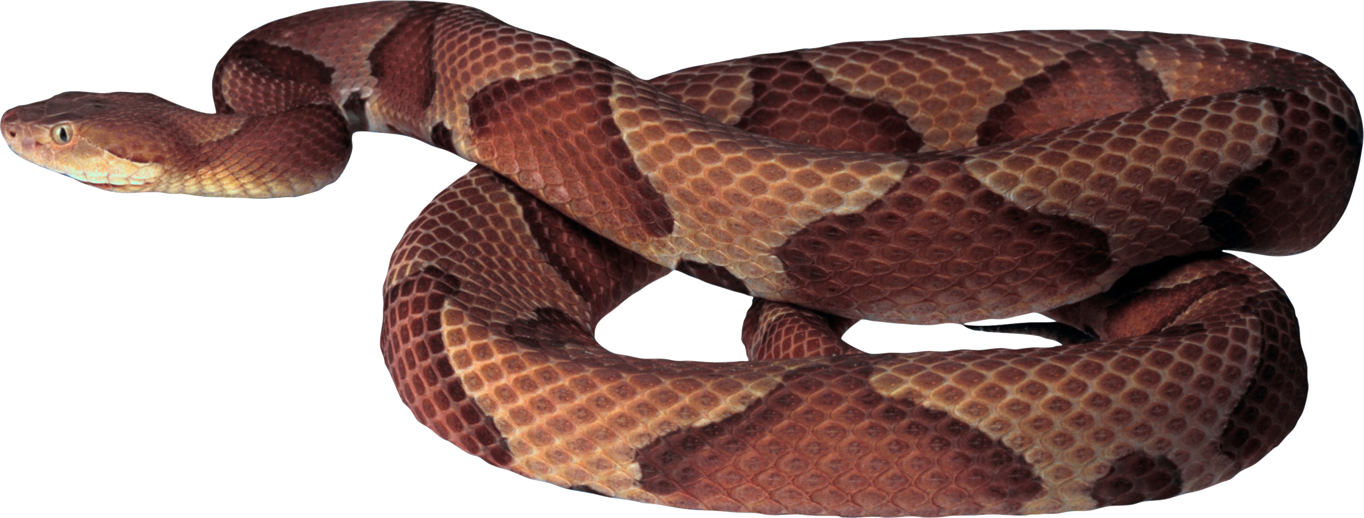 Brown Snake Png (2777x1056)