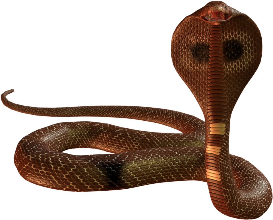Snake Cobra Png Image - Snake Png (1015x787)