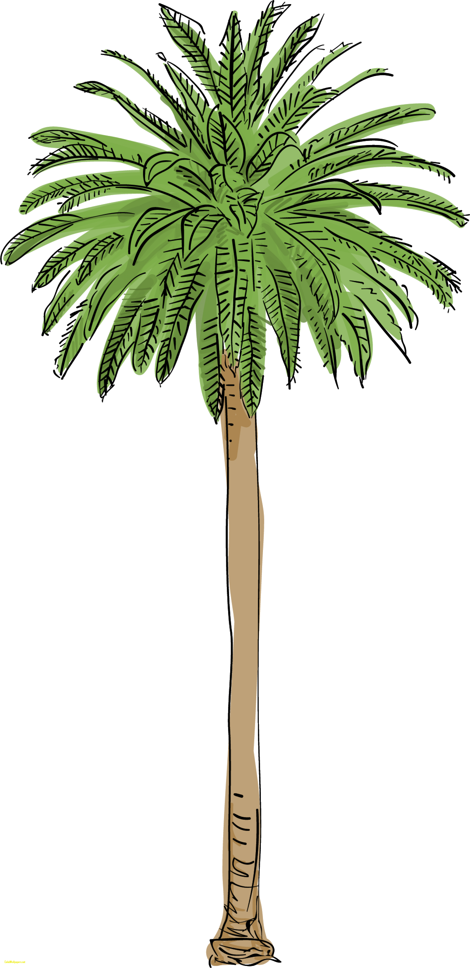 Las Palm Trees Are Dying And Its Changing The Citys - Palm Tree (1600x3297)