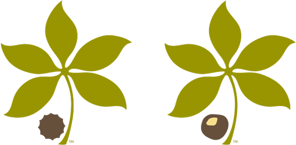Clip Art Buckeye Leaf - Buckeye Clipart (950x303)