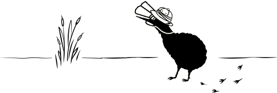 Black Kiwi In Explorer Costume With Binoculars Illustration - Kiwi (539x233)