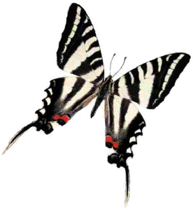 Birds And Butterflies Butterfly Illustration 14 Artwork - Butterfly (519x346)