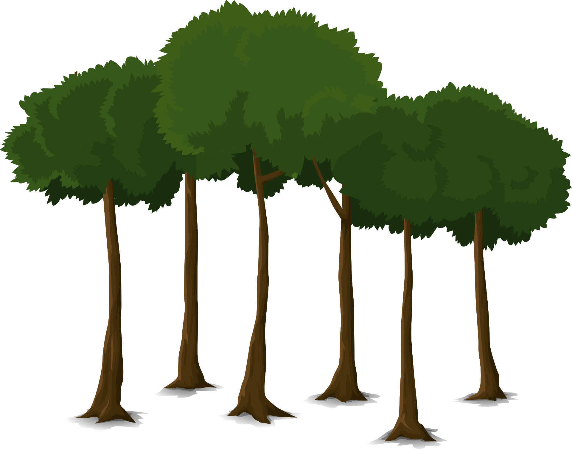 Pin Arbre Clipart - Canopy Trees Clipart (1920x1510)