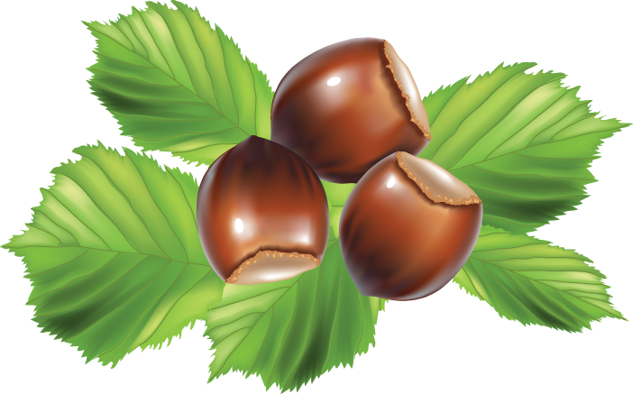 Hazel Nut Clipart (702x437)