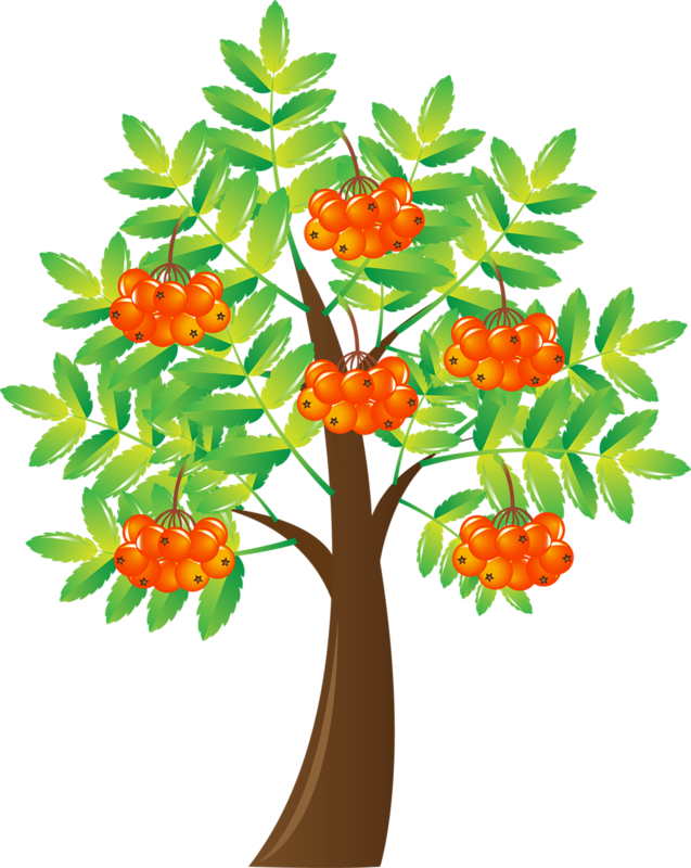 Arbre Fruitier - Рябина Дерево Рисунок Для Детей (637x800)