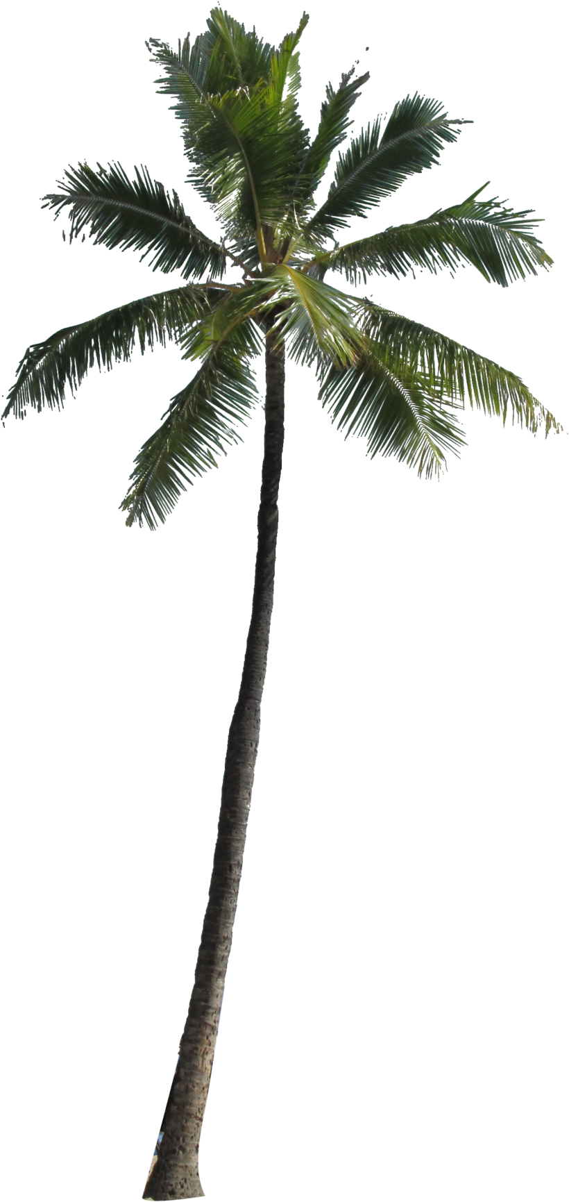 Arecaceae Tree Clip Art - Coconut Tree For Photoshop (1024x1884)