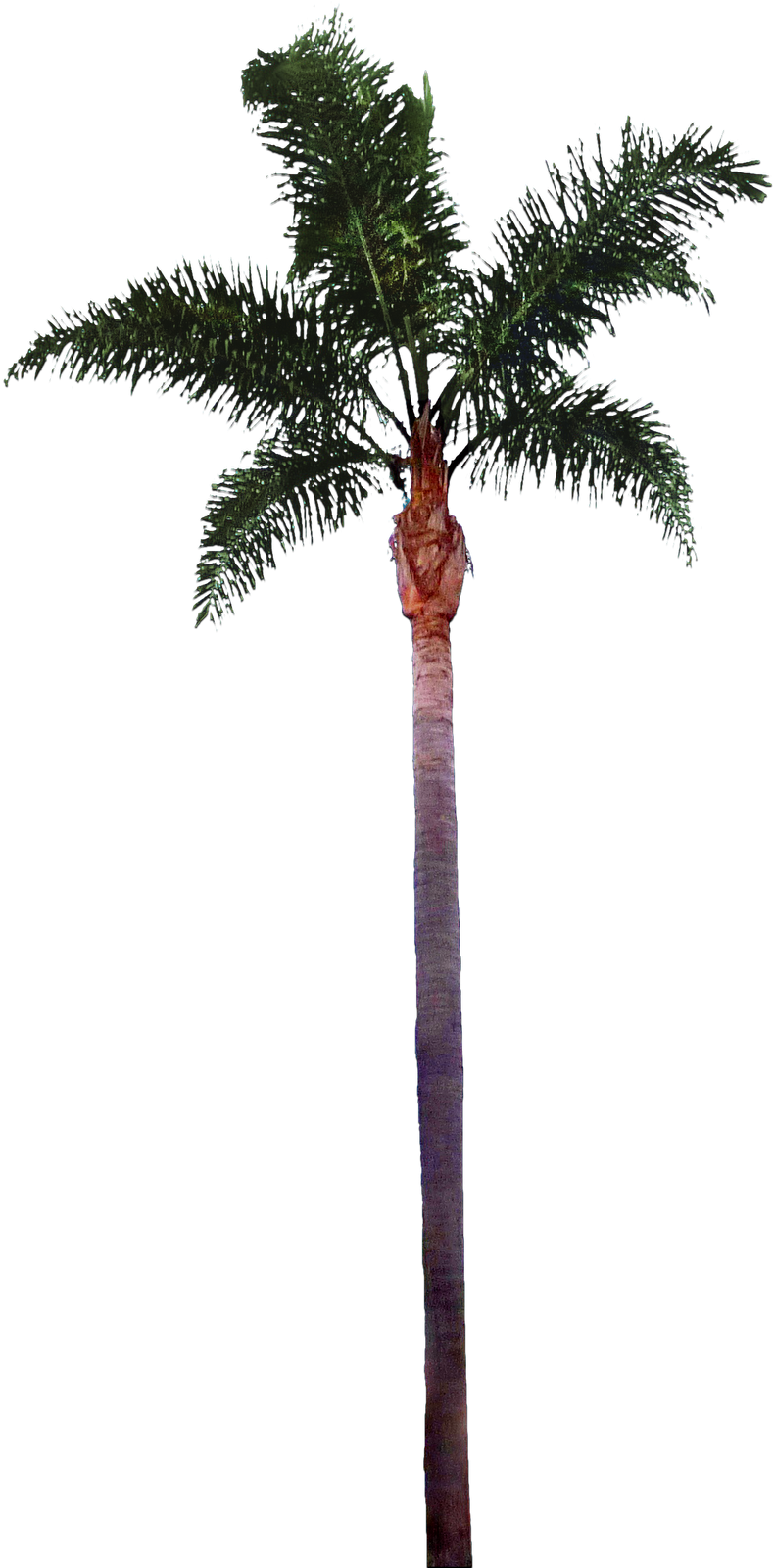 Free Icons Png - Palm Tree Cutout Png (1600x1600)