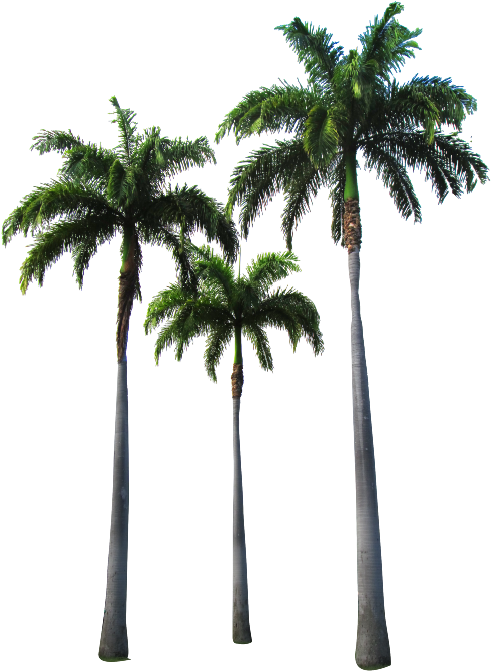 Palm Tree Png Transparent Images - Hotline Miami Wallpaper Iphone (1024x1376)
