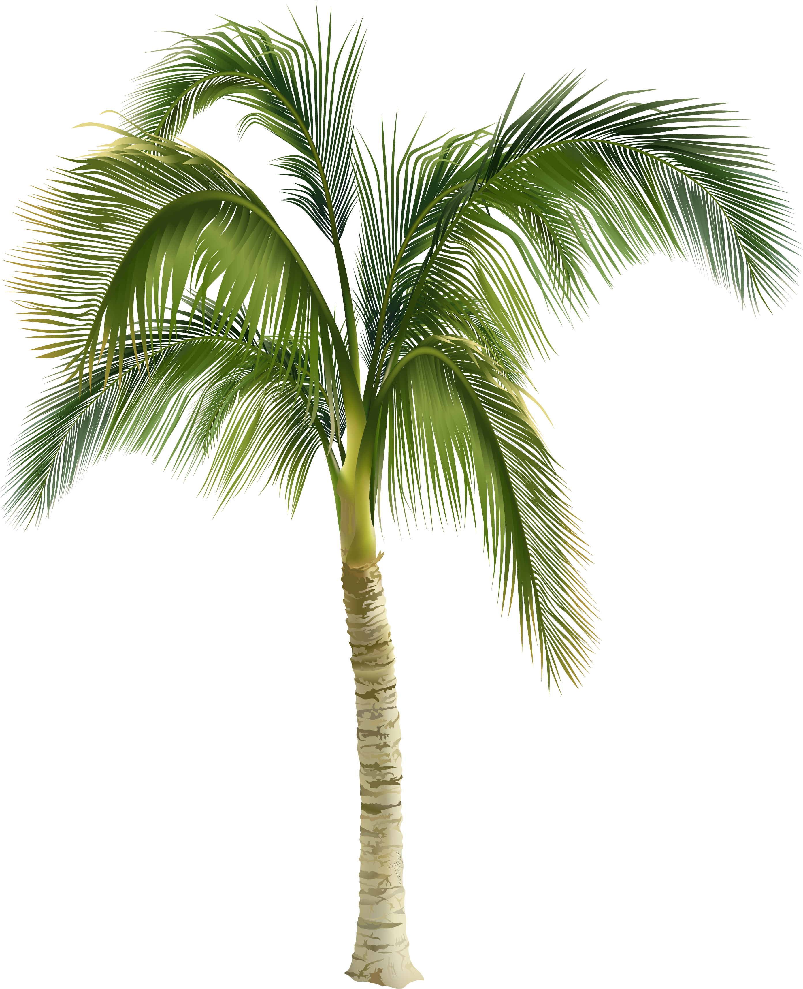 Royalty-free Arecaceae Stock Photography Tree Clip - Palm Tree Royalty Free (2786x3430)