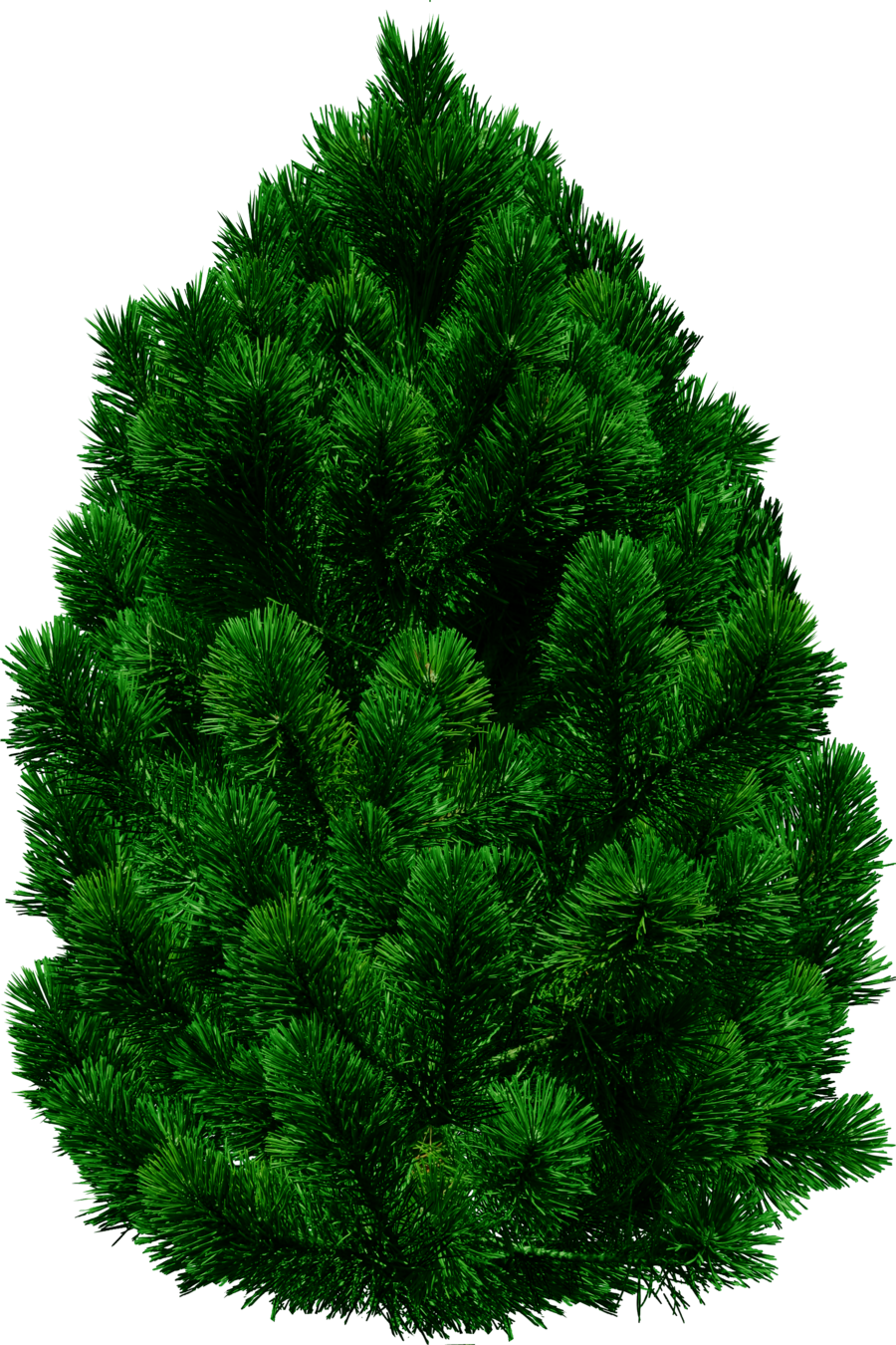 Free Texture Pine Tree Transparent - Tree Images In Png (900x1350)