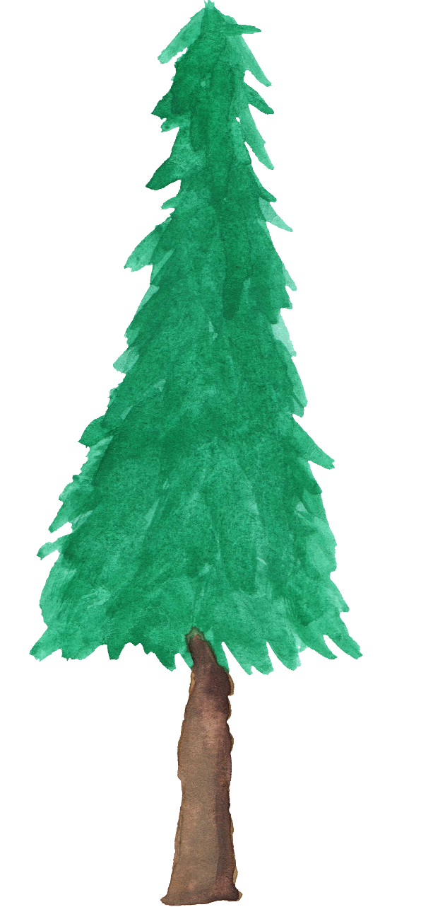 Free Download - Watercolor Pine Tree Png (596x1282)