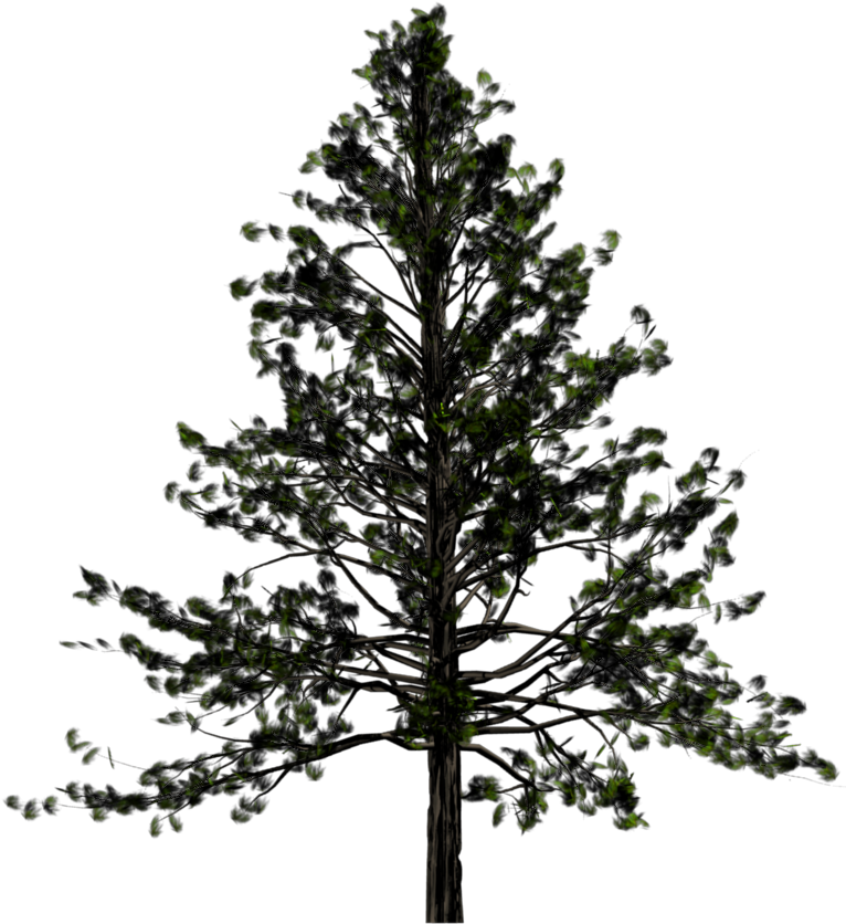 Drawn Fir Tree Transparent - Pine Tree Png (768x1024)