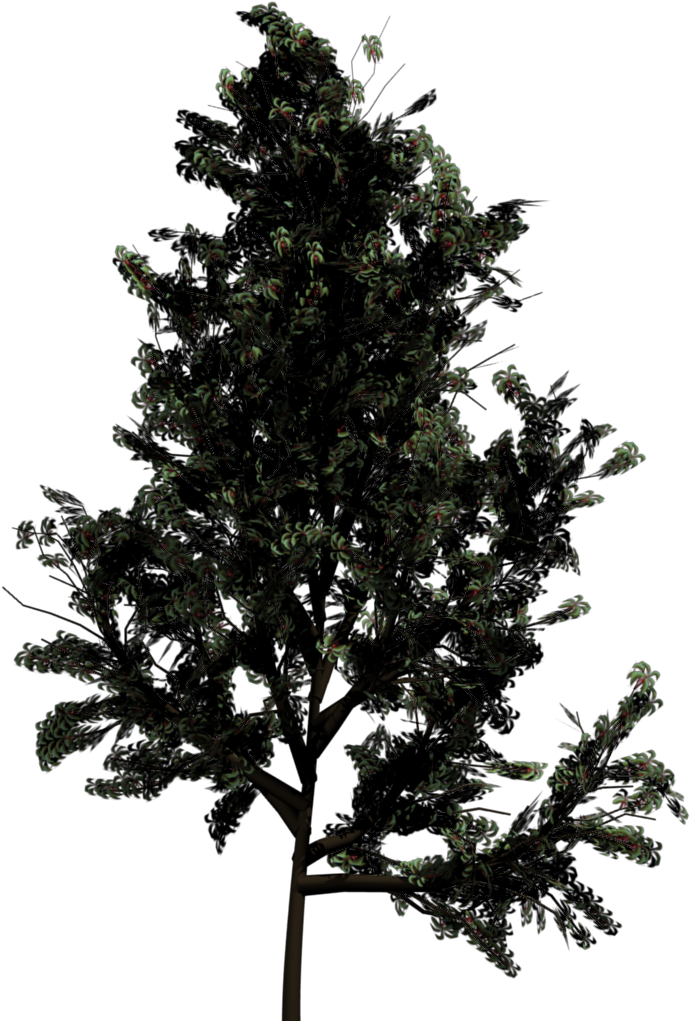 Drawn Pine Tree Blender - Top View Of Trees (768x1024)