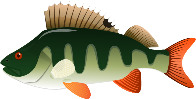 Fresh Water Fish Clipart - Perch Clip Art (756x383)