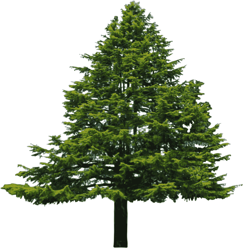 Hd Pine Tree Vector Clip Art Photos - Douglas Fir Png (1294x1000)