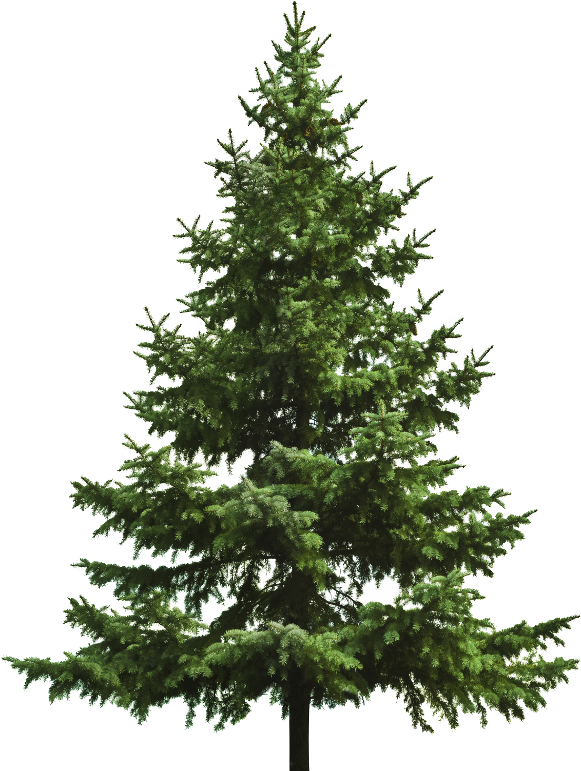 Free Download Of Christmas Tree Icon Clipart Image - Spruce Tree White Background (1219x1575)