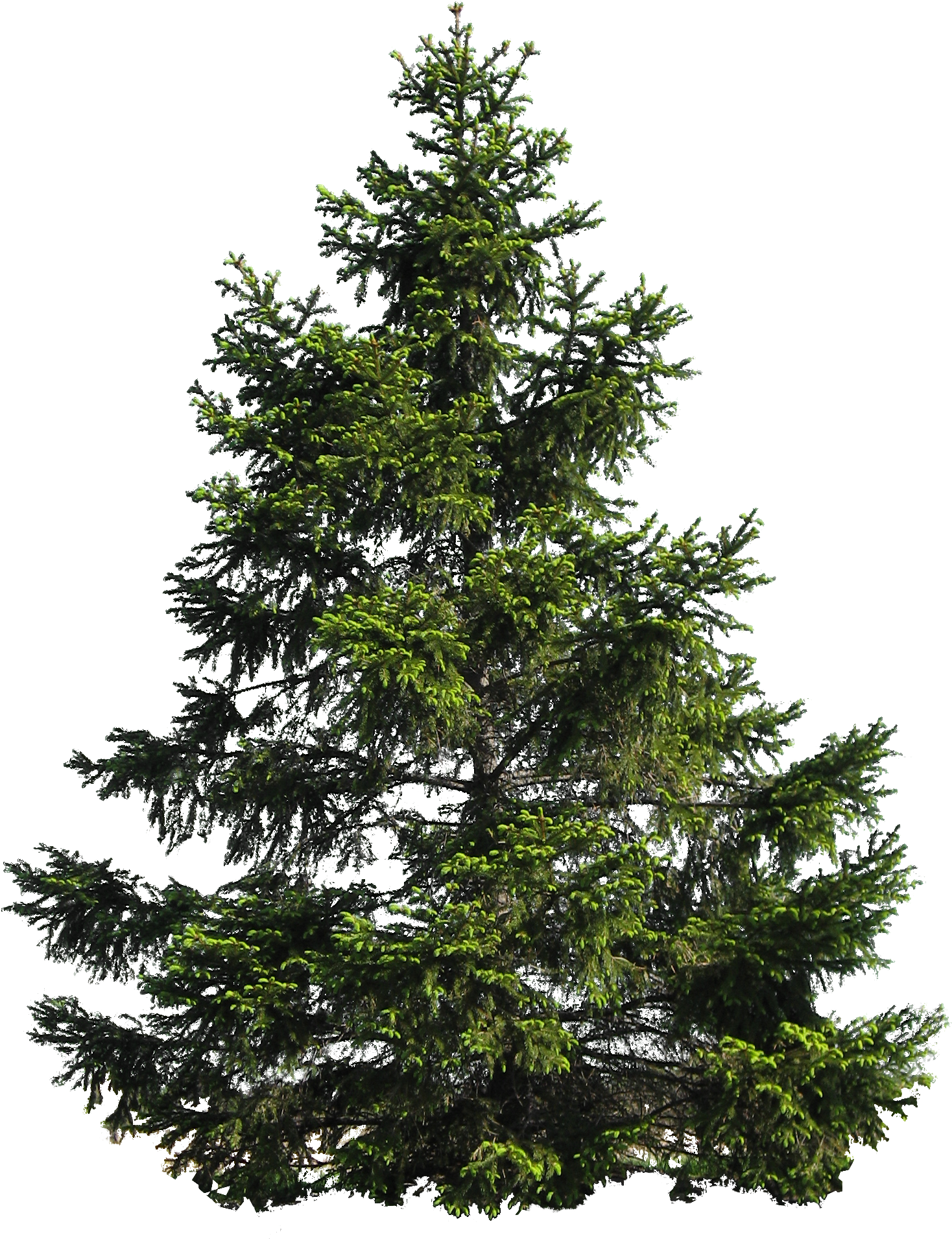 Fir Tree Clipart Tress - Iced Pine Scentsy Bar (1502x2107)