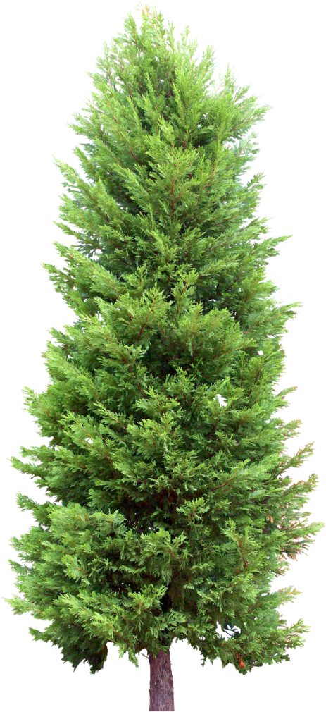 Fir Tree Clipart Cypress Tree - Fir Tree Transparent (477x1024)