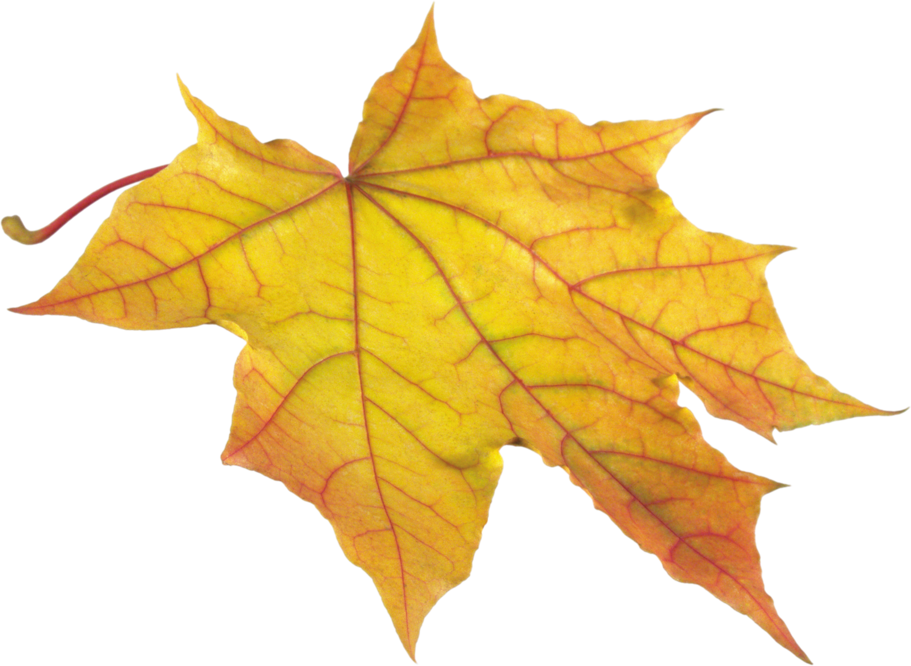Autumn Leaves Png Images, Free Png Yellow Leaves Pictures - Yellow Autumn Leaves Png (3052x2232)